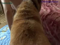 RUSSE girl top zoo